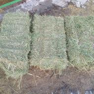 یونجه پرس سبز سبز خشک در انبار