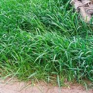 فروش کاه بورگ سبز