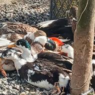 اردک محلی وصحرائی