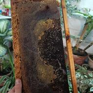 عسل طبیعی درمانی ،گرده دار و بدون شکر