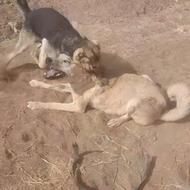 واگذاری سگ‌ادم‌گیر