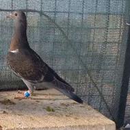 کبوتر جوجه چاپی