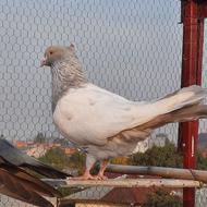 طوس نر یا همون کله الماسی