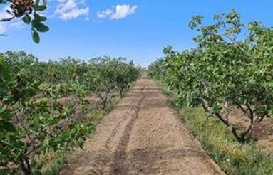 خرید و فروش تخصصی باغ پسته