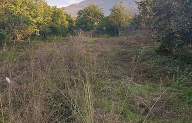 فروش 300باغ پرتغال سند شش دانگ در خیابان شهدا