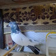 کله دم سبز مهر