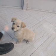 واگذاری سگ پاکوتاه نر1ماهه