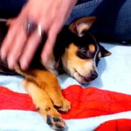 واگذاری یک قلاده توله سگ نژاد دوبرمن