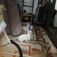 حیوان سگ پا