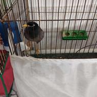 مرغ مینا نر رام