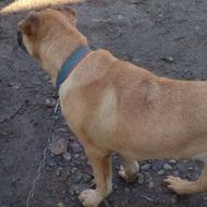 سگ سراب فوری واگزاری