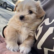 واگزاری توله فوری