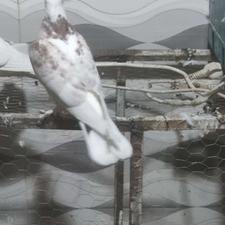 کبوتر دوکت عتیغه کاکل پرپا