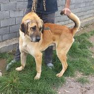 واگذاری سگ پژدر (کردی) نر