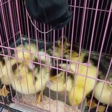 جوجه اردک اسرائیلی خارجی