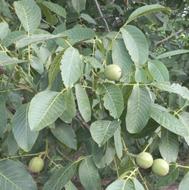 باغ گردو 2025 متر واقع در روستای رودک بویین زهرا