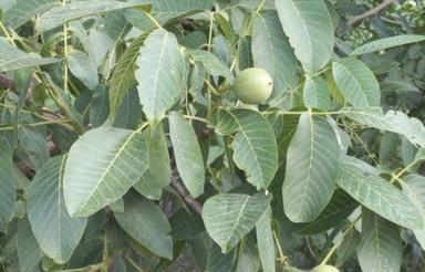 باغ گردو 2025 متر واقع در روستای رودک بویین زهرا