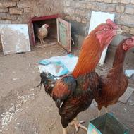 خروس لاری اصل