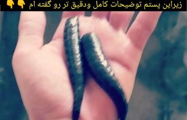 درآمد میلیاردی درپرورش زالو شراکت وهمکاری پذیرفته میشود