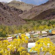 خریدار زنبور عسل