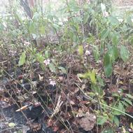 نهال شلیل حسن پوری زود رس