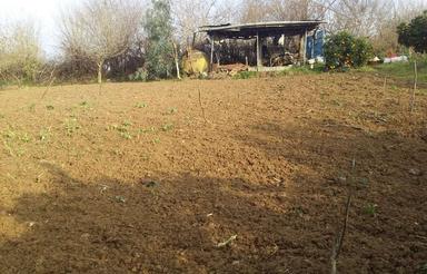 باغ با درختان پربار