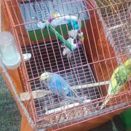 یک جفت نر ماده مرغ عشق تخم گذار فروشی ملاکلا