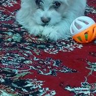 واگذاری سگ شیتزو