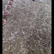 کود مرغی گوشتی