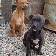 توله سگ پیتبول