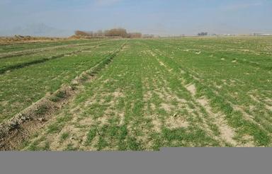 2 هکتار زمین کشاورزی واقع در شهرری