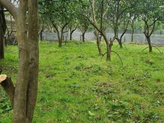 فروش زمین کشاورزی 300 متر در فیروزآباد