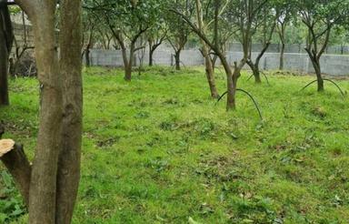 فروش زمین کشاورزی 300 متر در فیروزآباد