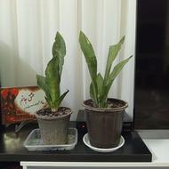 گل طبیعی کاشمر