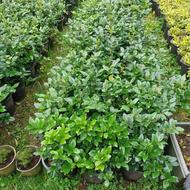 یاس هلندی سرحال سطل 10