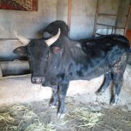 گاونر ورزا سیاه کچل