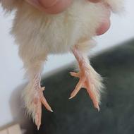 تعدادی جوجه دورگ پاپر