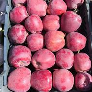 سیب ممتاز مراغه (کرده ده)