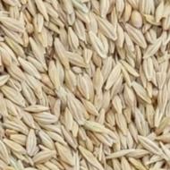 جو دامی درجه یک