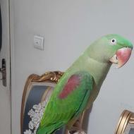 شاه طوطی رام ودستی 2ساله خال زرد آماده