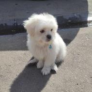 واگذاری سگ خانگی