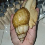 حلزون آپارتمانی (جوانسازی،کسب درامد)