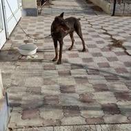 سگ دوبرمن بلوطی