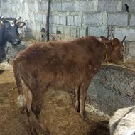 گوساله ماده