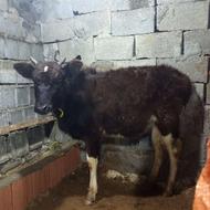 گوساله ماده