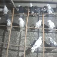 کبوترای پرشی همه جواب پس دادن دخل تیرماه