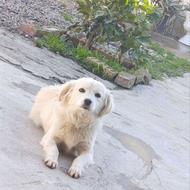 سگ پاکوتاه سفید خونگی