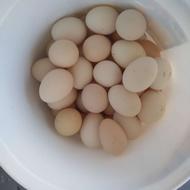 تخم مرغ محلی اصیل