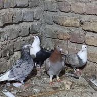 کبوتر جفتگاه