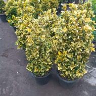 فروش انواع گلهای فضای سبز